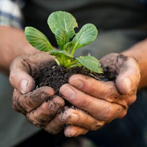 Introduction to No-Till Gardening