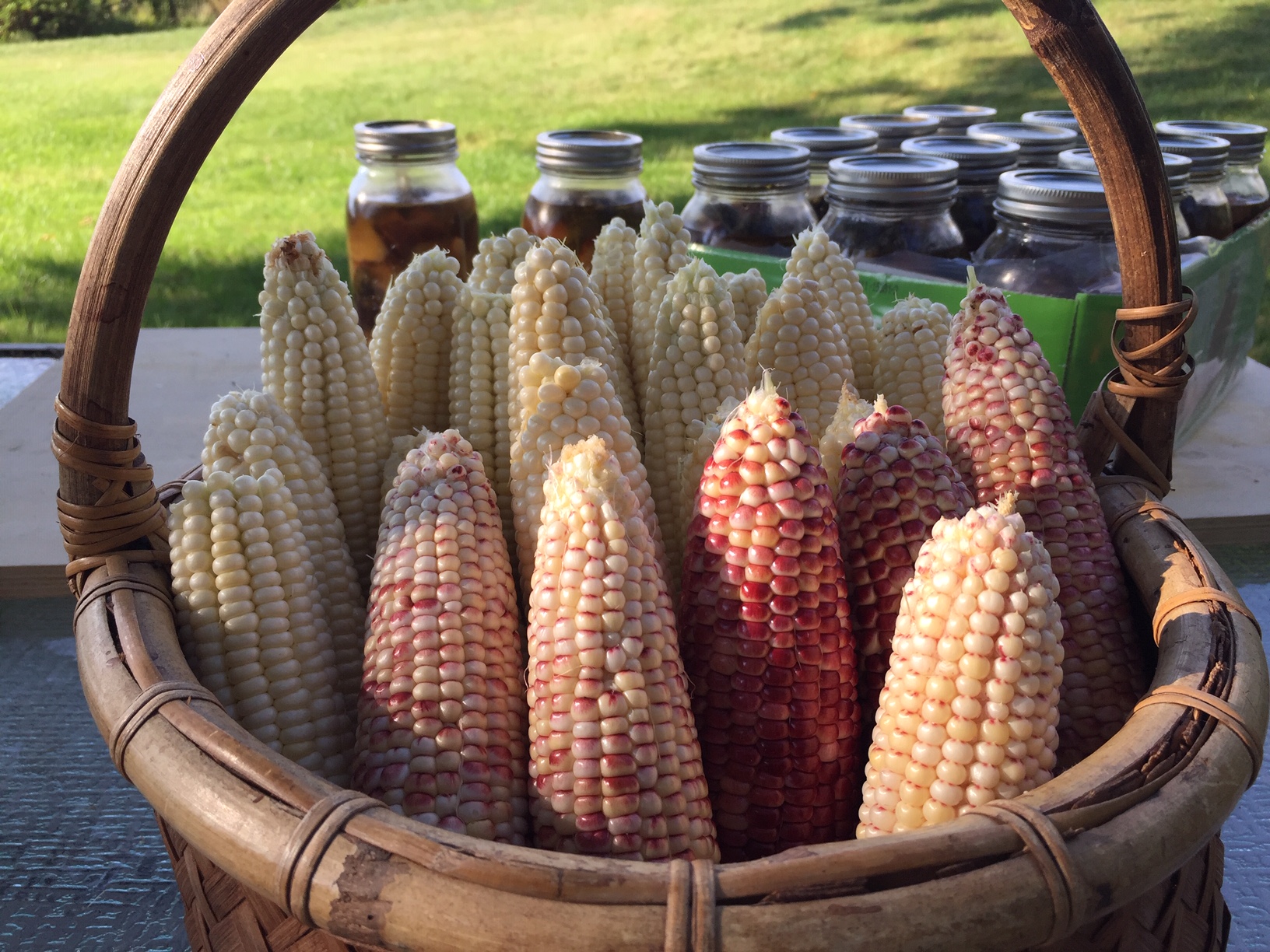 Read more about the article Harvest Time